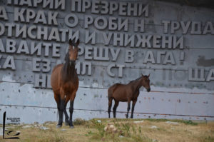 Wildpferde vor dem Buzludzha-Monument