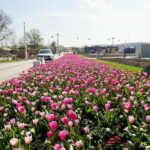 Blumen auf der Floriade Expo 2022 in Almere