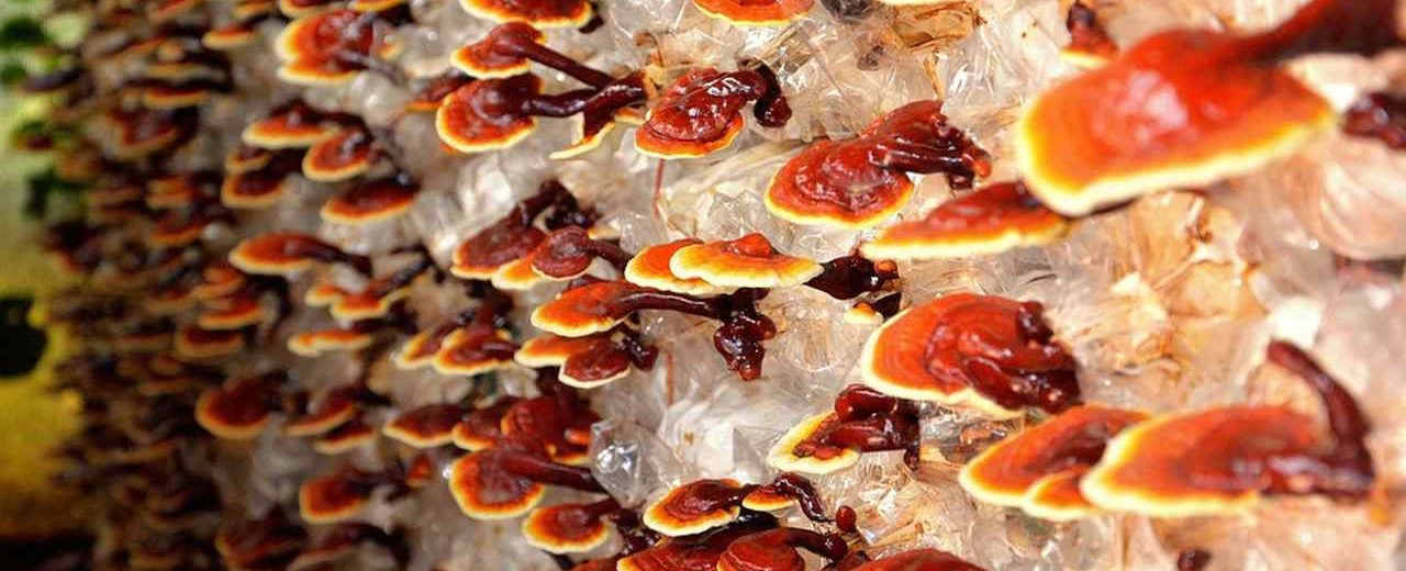 Reishi-Pilz - sein Myzel wird zur Entwicklung neuer Baustoffe verwendet